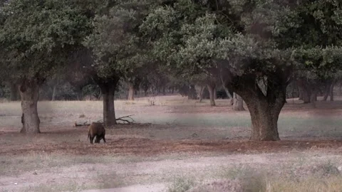 Wild boar, Sus scrofa, Spain Stock Footage 234409897