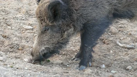 Wild boar, Sus scrofa, Spain Stock Footage 234409933