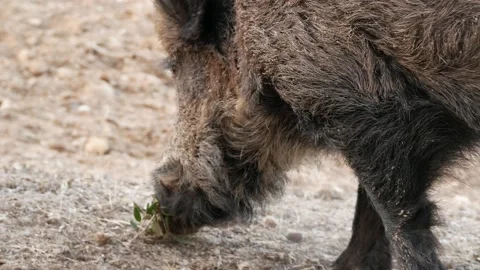 Wild boar, Sus scrofa, Spain Stock Footage 234409947