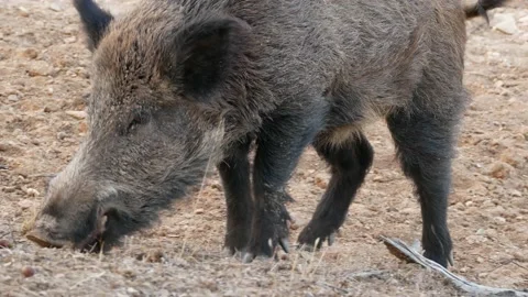 Wild boar, Sus scrofa, Spain Stock Footage 234410172
