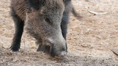 Wild boar, Sus scrofa, Spain Stock Footage 234410239