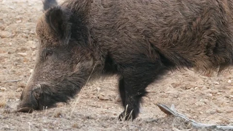 Wild boar, Sus scrofa, Spain Stock Footage 234410423