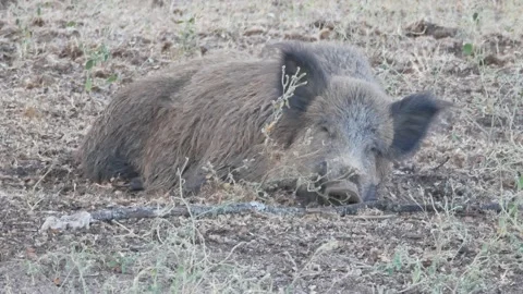 Wild boar, Sus scrofa, Spain Stock Footage 234410530