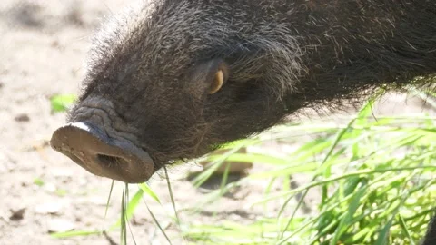 Wild boar, Sus scrofa, Spain Stock Footage 234410741