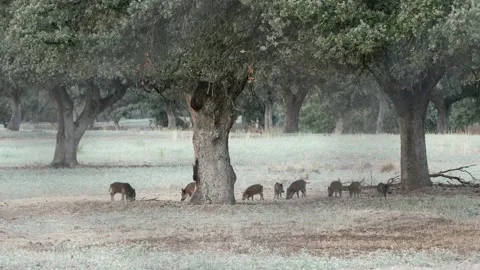 Wild boar, Sus scrofa, Spain Stock Footage 234410834