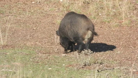 Wild boar, Sus scrofa, Spain Stock Footage 234411008