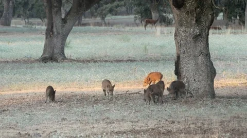 Wild boar, Sus scrofa, Spain Stock Footage 234411441