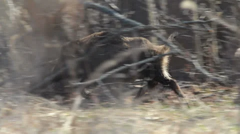 Wild boar (Sus scrofa) in spring Video stock 22866424