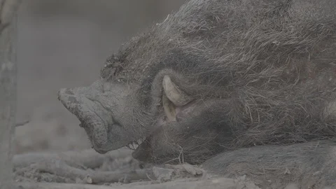 Wild boar (sus scrofa) in spring forest Stock Footage 125057433