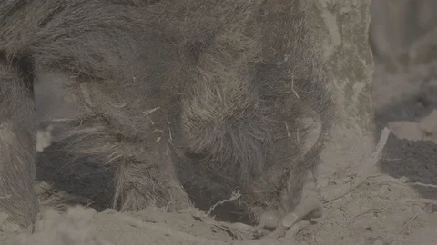 Wild boar (sus scrofa) in spring forest Stock Footage 125058378