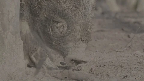 Wild boar (sus scrofa) in spring forest Stock Footage 125058760