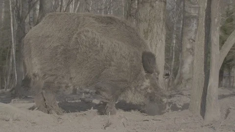 Wild boar (sus scrofa) in spring forest Stock Footage 125058871