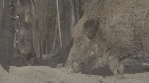 Wild boar (sus scrofa) in spring forest Stock Footage 125059363