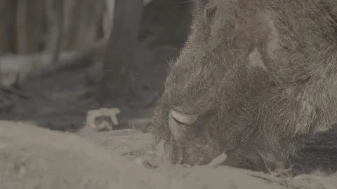 Wild boar (sus scrofa) in spring forest Stock Footage 125059402