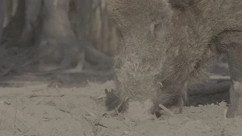 Wild boar (sus scrofa) in spring forest Stock Footage 125059443