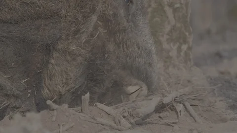 Wild boar (sus scrofa) in spring forest Stock Footage 125059486