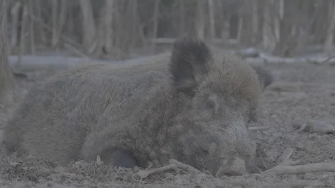 Wild boar (sus scrofa) in spring forest Stock Footage 125060036
