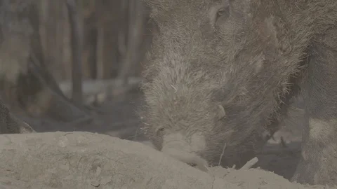 Wild boar (sus scrofa) in spring forest Stock Footage 125060132