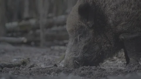 Wild boar (sus scrofa) in spring forest Stock Footage 125060510