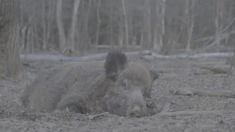 Wild boar (sus scrofa) in spring forest Stock Footage 125060891