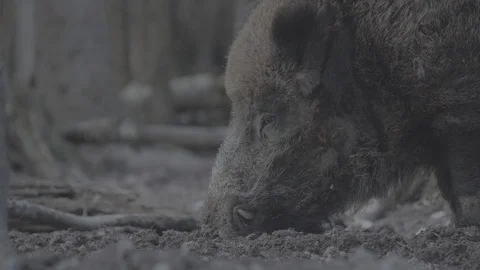 Wild boar (sus scrofa) in spring forest Stock Footage 125061479