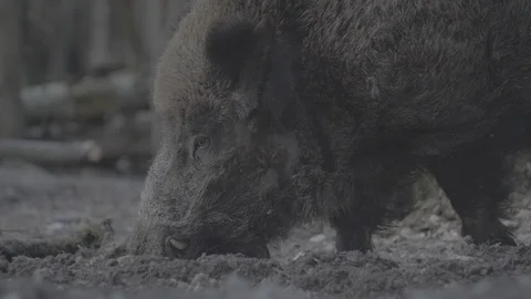 Wild boar (sus scrofa) in spring forest Stock Footage 125061503