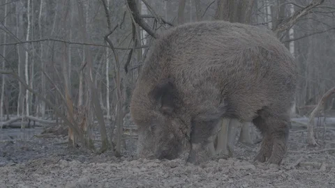 Wild boar (sus scrofa) in spring forest Stock Footage 125061754
