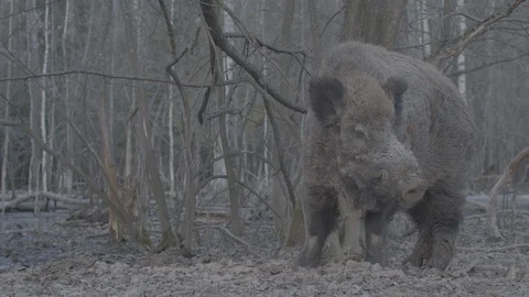 Wild boar (sus scrofa) in spring forest Stock Footage 125062159