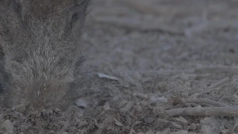Wild boar (sus scrofa) in spring forest Stock Footage 125062257