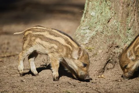Wild boar Sus scrofa squeaker in a forest Bavaria Germany Europe Stock Photos