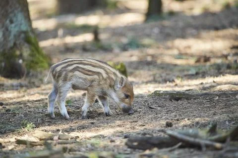 Wild boar Sus scrofa squeaker in a forest Bavaria Germany Europe Stock Photos