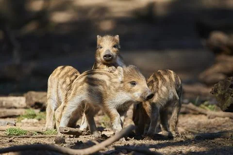 Wild boar Sus scrofa squeaker in a forest Bavaria Germany Europe Stock Photos