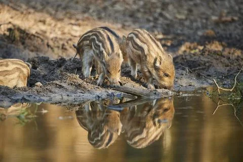 Wild boar Sus scrofa squeaker at a little water point in a forest Bavaria Stock Photos