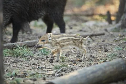Wild boar Sus scrofa squeaker in a forest Bavaria Germany Europe Stock Photos