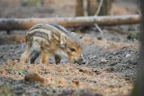 Wild boar Sus scrofa squeaker in a forest Bavaria Germany Europe Stock Photos
