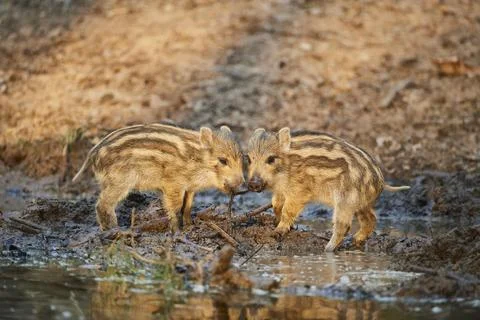 Wild boar Sus scrofa squeaker at a little water point in a forest Bavaria Stock Photos