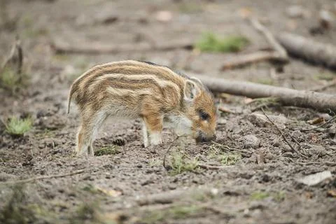 Wild boar Sus scrofa squeaker in a forest Bavaria Germany Europe Stock Photos