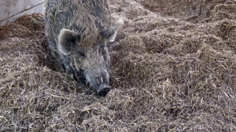 Wild boar (Sus scrofa) standing on straw Stock Footage 201457526