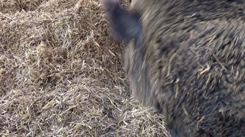 Wild boar (Sus scrofa) standing on straw 스톡 동영상 204010249