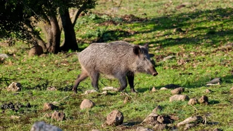 Wild Boar (Sus scrofa) walking in the Golan Heights Stock Footage 197660905