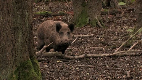 Wild boar (sus scrofa) watching closely - wildlife Stock Footage 82183329
