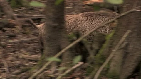Wild boar (sus scrofa) watching closely - wildlife Stock Footage 82183333