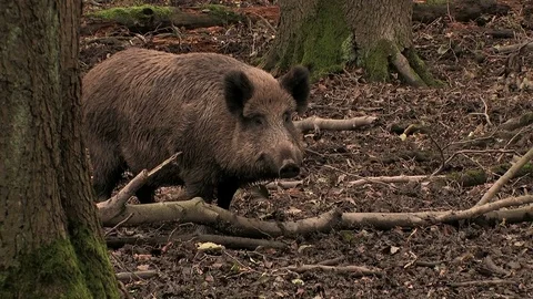 Wild boar (sus scrofa) watching closely - wildlife Stock Footage 82183336
