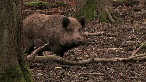 Wild boar (sus scrofa) watching closely - wildlife Stock Footage 82183341
