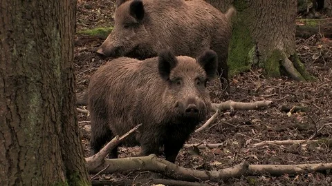 Wild boar (sus scrofa) watching closely - wildlife Stock Footage 82183357