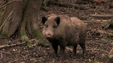 Wild boar (sus scrofa) watching closely - wildlife Stock Footage 82183385
