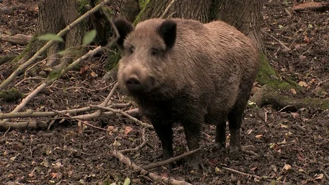 Wild boar (sus scrofa) watching closely - wildlife Stock Footage 82183402