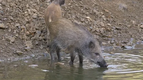 Wild boar (Sus scrofa) in water Stock-Footage 78851498