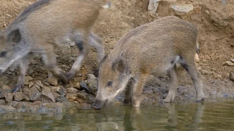 Wild boar (Sus scrofa) in water 스톡 동영상 78907333
