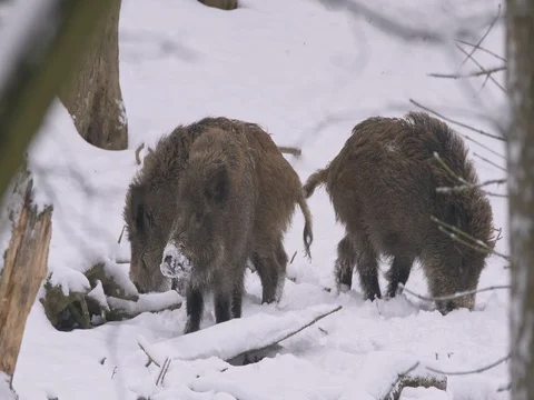 Wild boar (Sus scrofa) in winter forest Stock-Footage 84862343